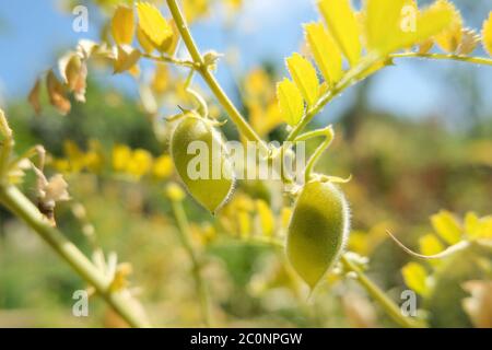 Ceci crudi genuini cialde di piante primo piano in agricoltura rurale, prodotti alimentari agricoli Foto Stock