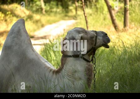 Il cammello Bactrio si trova sull'erba verde. Zona steppa durante il giorno. Foto Stock