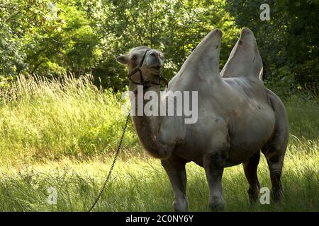 Il cammello bactrio pascola sull'erba verde. Zona steppa durante il giorno. Foto Stock