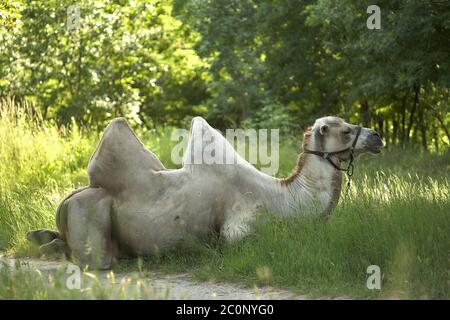 Il cammello Bactrio si trova sull'erba verde. Zona steppa durante il giorno. Foto Stock