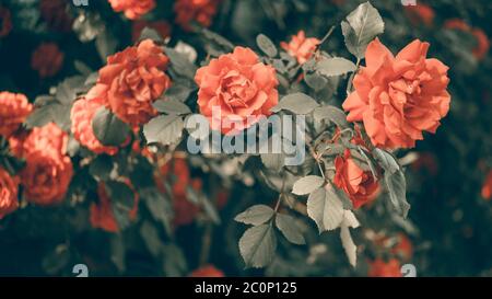 Fiori di rose arancioni crescono nel giardino. Vista laterale, primo piano. Scheda ART Foto Stock