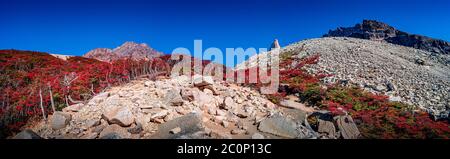 Vista panoramica sul bellissimo Parco Nazionale Torres del Paine, le sue foreste di allunga subpolari magellaniche e le alte vette dell'autunno dorato, Patagonia, Cile Foto Stock