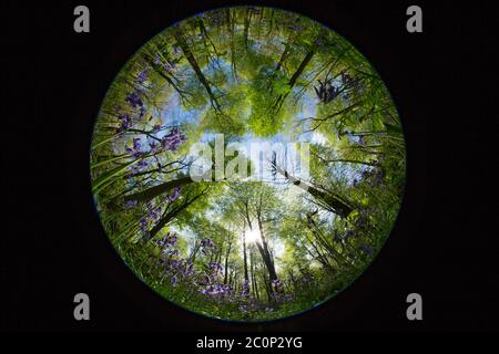 Guardando dal pavimento boscoso, si trova un tappeto di campane blu e la copertura di alberi all'interno di un bosco dell'Hampshire, Inghilterra Foto Stock