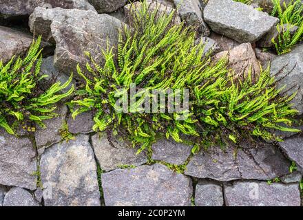 Fanciulla Spleenwort (Asplenium tricomanes), nell'ombreggiato giardino roccioso, che cresce in una roccia calcarea. Foto Stock