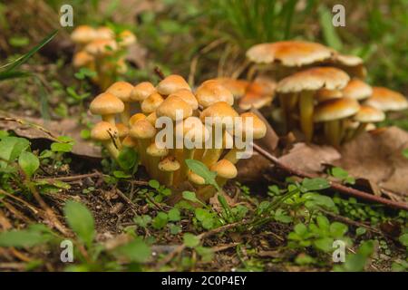 Funghi di ipholoma che crescono selvaggi Foto Stock