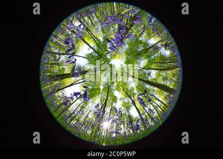 Guardando dal pavimento boscoso, si trova un tappeto di campane blu e la copertura di alberi all'interno di un bosco dell'Hampshire, Inghilterra Foto Stock