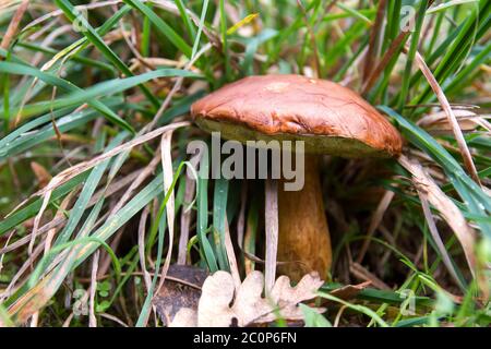 Baia bolete funghi che cresce selvatico nella foresta autunnale Foto Stock