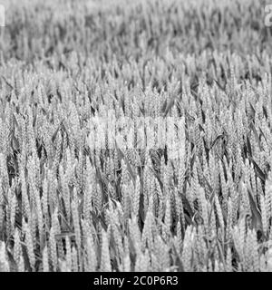 Rappresentazione astratta monocromatica in bianco e nero del campo di grano verde di maturazione - per la sicurezza alimentare. Estratto per l'agricoltura britannica, DEFRA. Foto Stock