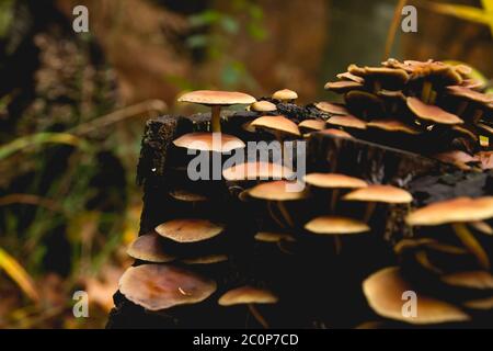 I funghi selvatici che crescono in foresta Foto Stock