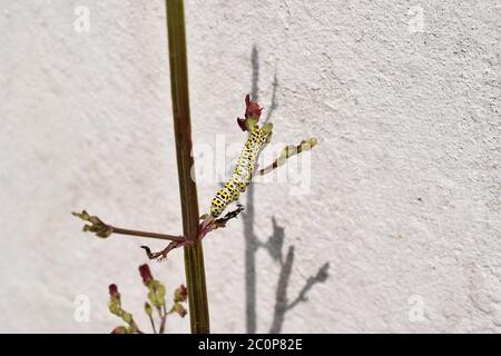 colorato bruco sulla pianta nel giardino illuminato dal sole. Foto Stock