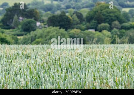 Maturazione di grano verde / Triticum raccolto in UK campo e edifici dietro. Sicurezza alimentare, agricoltura e agricoltura del Regno Unito, produzione alimentare sul campo. DOF stretto Foto Stock