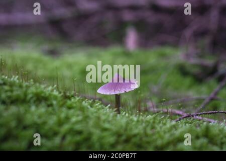 I funghi selvatici che crescono in foresta Foto Stock