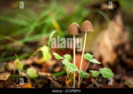 I funghi selvatici che crescono in foresta Foto Stock