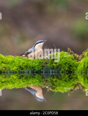 Eurasian Nuthatch, Sitta europaea, Dumfries & Galloway, Scozia Foto Stock