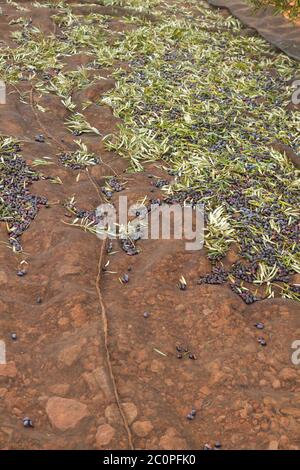 Raccolta di alberi di olivo con mantello di raccolta