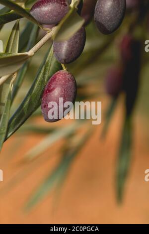 Particolare di olea europaea o di olivo maturi frutti e verde fogliame Foto Stock