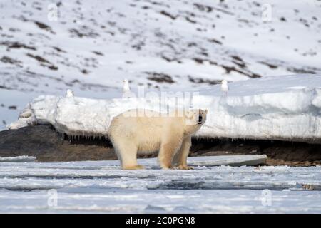 Orso polare maschile adulto, Ursus maritimus, sul ghiaccio veloce di Svalbard. Gabbiani glauci sono seduti sul ripiano da neve dietro. Foto Stock