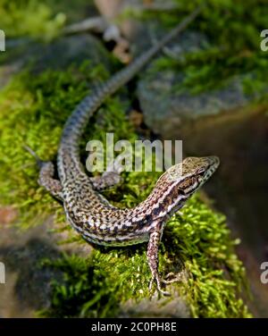 Parete comune lucertola campestre Podarcis muralis Foto Stock