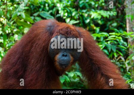 Orang Utan maschio alfa in piedi in Borneo Indonesia Foto Stock