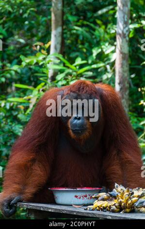 Orang Utan maschio alfa in piedi in Borneo Indonesia Foto Stock