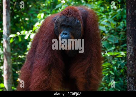 Orang Utan maschio alfa in piedi in Borneo Indonesia Foto Stock