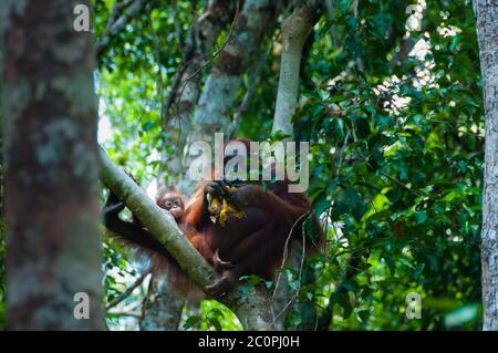 Madre degli Oranghi e baby sitter su un albero nella giungla, Indonesia Foto Stock