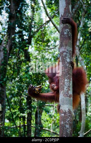 Orang Utan seduto su un albero nella giungla, Indonesia Foto Stock