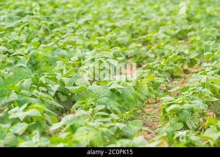 campo di fagioli maturare alla stagione di primavera, primo piano agricolo Foto Stock