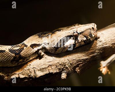 Testa di pitone indiano (coda nera) - grandi specie di pitone non venoso (Python molurus) Foto Stock