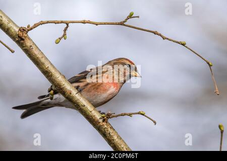 Lesser Redpoll, Acanthis cabaret, Dumfries & Galloway, Scozia Foto Stock