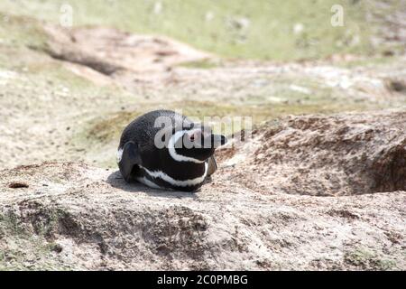 Un piccolo pinguino Magellanico che riposa vicino al suo burrone a Volontario Point, Isole Falkland. Foto Stock