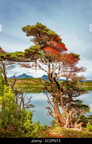 Magiche foreste subpolari e lagune turchesi del Magellano nel Parco Nazionale della Terra del fuoco, canale di Beagle, Patagonia, Argentina Foto Stock