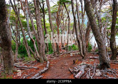 Magiche foreste subpolari e lagune turchesi del Magellano nel Parco Nazionale della Terra del fuoco, canale di Beagle, Patagonia, Argentina Foto Stock