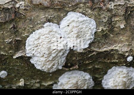 Basidioradulum radula, conosciuta come crosta dentata, fungo selvatico dalla Finlandia Foto Stock