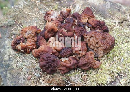 Falso Morel, Gyromitra esculenta, micidiale fungo velenoso dalla Finlandia Foto Stock