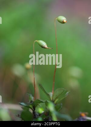 Rhizomnium magnifolium, capsule di spore di muschio frondoso della famiglia Mniaceae, Foto Stock