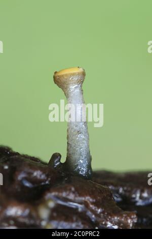 Vibrissea truncorum, un fungo sac che cresce in torrenti forestali Foto Stock