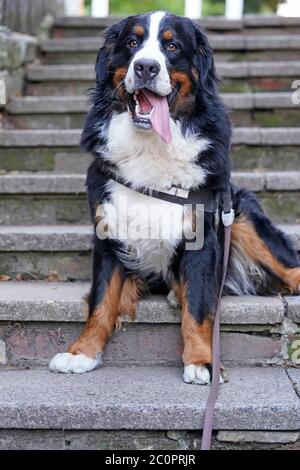 Felice cane di montagna Bernese seduto sulle scale Foto Stock