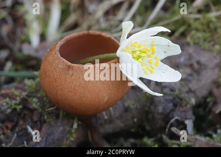 Dumontinia tuberosa, conosciuta come Anemone Cup, fungo selvatico finlandese Foto Stock