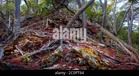 Magiche foreste subpolari e lagune turchesi del Magellano nel Parco Nazionale della Terra del fuoco, canale di Beagle, Patagonia, Argentina Foto Stock