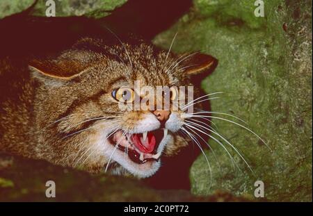 Un maschio arrabbiato Scottish Wildcat , (Felis sylvestris grampia), della Scozia settentrionale. Criticamente svincolato. Foto Stock