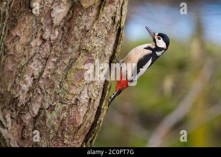 Pecker maschio a puntini, Dendrocopos Major, su un albero di pino scozzese, Dumfries & Galloway, Scozia Foto Stock