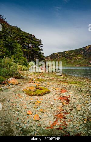 Magiche foreste subpolari e lagune turchesi del Magellano nel Parco Nazionale della Terra del fuoco, canale di Beagle, Patagonia, Argentina Foto Stock