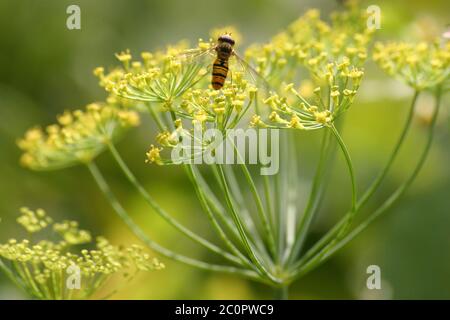 Giardino aneto con hoverfly Foto Stock