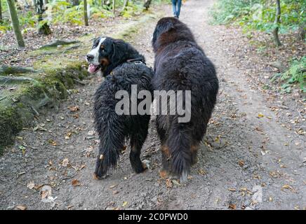 Due cani di montagna bernesi camminando sul sentiero nella foresta, visto da dietro. Uno che guarda indietro sulla spalla Foto Stock