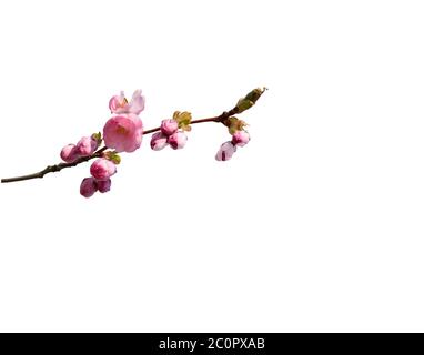 Ramoscelli con fiori di ciliegio rosa Foto Stock