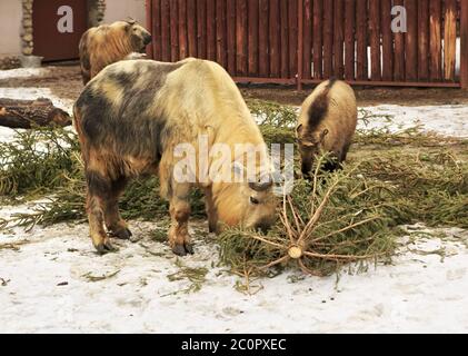 Takin chiamato anche bovini di camoscio o di capra gnu Foto Stock