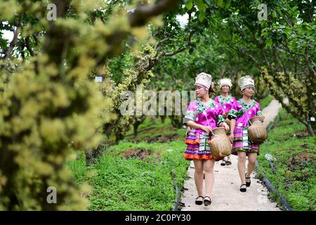 (200612) -- JINPING, 12 giugno 2020 (Xinhua) -- Villagers camminare sulla strada per raccogliere i fiori di dendrobium nobile ad una base di coltivazione nel villaggio di Longchi di Dunzhai città nella contea di Jinping, provincia di Guizhou della Cina sud-occidentale, 12 giugno 2020. Sfruttando appieno le ampie aree della foresta e l'ampia luce del sole, le autorità locali hanno incoraggiato la gente a piantare erbe medicinali cinesi, tra cui il dendrobium nobile e a mantenere le api tra gli alberi senza danneggiare l'ambiente ecologico. Attualmente, la contea di Jinping ha più di 11,000 mu (circa 733 ettari) di dendrobium nobile, circa 91,000 mu (circa 6, Foto Stock