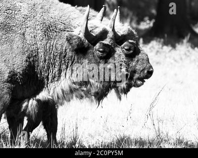 Due bisoni di legno europei, o saggi, nella foresta primordiale di Bialowieza. Immagine in bianco e nero. Foto Stock