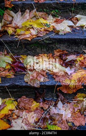 Foglie di caduta colorate su scalini di pietra in una giornata piovosa a Dürnstein, Valle di Wachau, Austria Foto Stock